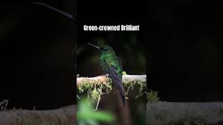 Panama Wildlife “Greencrowned Brilliant” Adventures captured by Caribbean Naturalist “Rogers” [upl. by Justina]