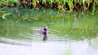 Piedbilled Grebe Calling [upl. by Nerahs]