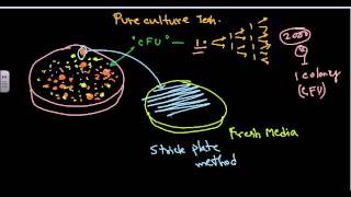 Pure culture isolation techniques [upl. by Dleifniw]