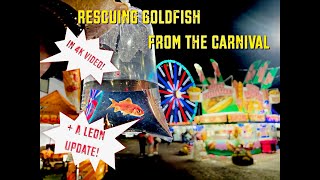 Rescuing Goldfish From The Carnival [upl. by Enelyad]