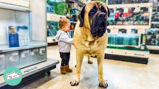 Giant Mastiff Climbs Tables And Hugs All Children  Cuddle Buddies [upl. by Gittel144]