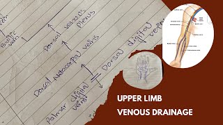 Venous drainage of upper limb  Basilic vein amp Cephalic vein  Anatomy  UrduHindi [upl. by Esnahc]