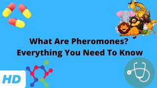 What Are Pheromones Everything You Need To Know [upl. by Zacharias]