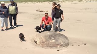 VIDEO Rare 7foot fish washes ashore in Oregon [upl. by Coppock]