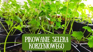 Pikowanie selera korzeniowego o czym warto pamiętać Jak uprawiać seler korzeniowy [upl. by Pat]