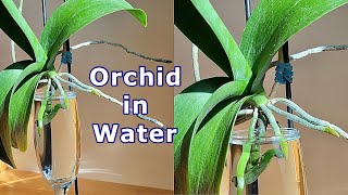 Grow Orchids in Water 100 Success [upl. by Nashom]