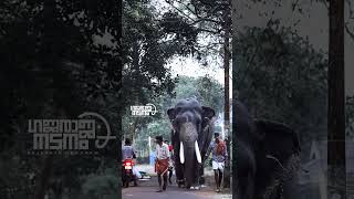 ചെമ്പുകാവ് വിജയ്കണ്ണൻ chembukkav vijay kannan aana elephant pooram keralam [upl. by Pomfrey]