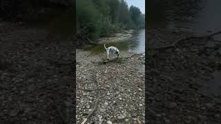 Croatian dog swimming rescue lumber2024shortvideo2024short riverdalmatiandog water h2o [upl. by Sirroned]