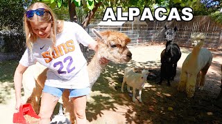 Adding More Animals To Our Farm  Update DELLA VLOGS [upl. by February]