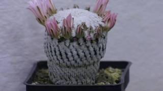 Mammillaria pectinifera 1080p [upl. by Jaddo238]