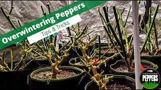 Overwintering Pepper Plants  A Complete Guide [upl. by Tennos960]