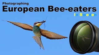 A SUPER location for European beeeaters in Scandinavia [upl. by Aninotna]