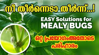 Simple Solution for Mealy Bugs  How to Get Rid of Mealy Bugs on Houseplants Malayalam mealybugs [upl. by Ecirtel102]