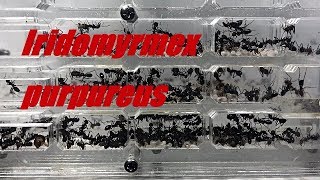 ありさんの記録＃145（餌やり）Iridomyrmex purpureus [upl. by Nbi]