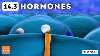 IGCSE Biology  Hormones 143 [upl. by Leahcir816]