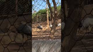 Dream Village Ostrich ostrich zoo animals wildlife morocco shorts viralvideo [upl. by True]