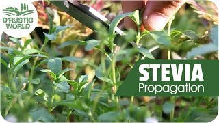 How to Grow Stevia Plant Cuttings Propagation [upl. by Griffith]