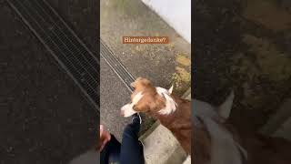 Treppen steigen mit Hund  Impulskontrolle fördern  shorts  hundplusherz [upl. by Nyret]