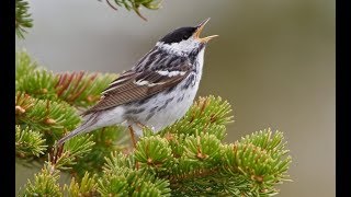 SONIDO Pájaros Pajaritos DESCARGAR Sonidos vocales que estos animales emiten [upl. by Creighton667]