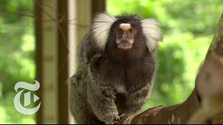 Marmoset See Marmoset Do  ScienceTake  The New York Times [upl. by Aveline178]