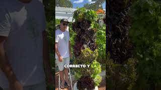 Lo que nadie te ha contado de la hidroponia cultivarencasa cultivaencasa plantas jardin [upl. by Gagliano]