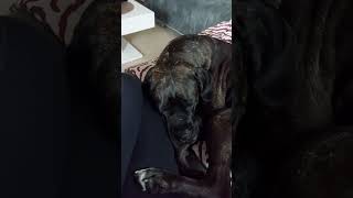 Kuscheln mit Cane Corso und Broholmer canecorso broholmer mehrhundehaltung [upl. by Lleuqar]