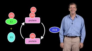 Deshaies Amgen 1 A primer on the ubiquitinproteasome system [upl. by Idnam]