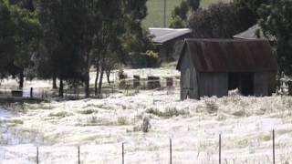 Spiders Blanket Australian Town [upl. by Adrien]