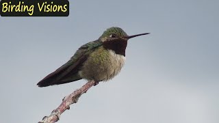 Broadtailed Hummingbird  Birds of Colorado Rocky Mountains [upl. by Aiet]