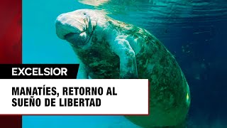 Manatíes retorno al sueño de libertad cuatro ejemplares regresan a su hábitat natural [upl. by Justine]