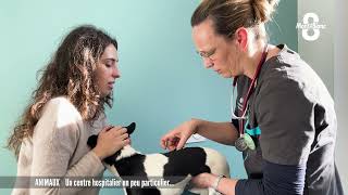 Un hôpital pour animaux à AllonzierlaCaille [upl. by Iliram]