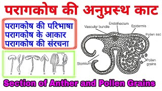 Structure of Anther  anther  Structure of Anther and Pollen grains  परागकोष  परागकोष की संरचना [upl. by Pazit]