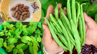 Complete Tutorial On Growing French Beans  How To Grow French Beans In Grow Bag Or Pot At Home [upl. by Assirat]