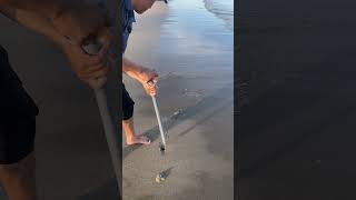 Catching mantis shrimp on shore  shrimp catchingseafood onshore [upl. by Ahsercal511]