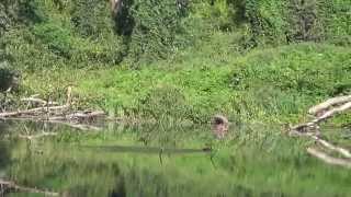 IL CORMORANO  L I PU OASI NATURALE DI CRAVA MOROZZO CN 25  8  2013 [upl. by Ayatan]