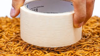 Can Mealworms Eat MASKING TAPE 4K [upl. by Naillimxam]