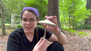 How to tell the difference between tasty parasol mushrooms and toxic greenspored parasols [upl. by Aerdnaeel]