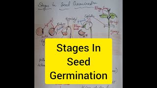 Stages In Seed Germination  Degree topic In Malayalam [upl. by Cut]