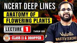 ANATOMY OF FLOWERING PLANTS CLASS 11  NCERT DEEP LINES  COMPLETE NCERT FOR NEET 2025 BY TARUN SIR [upl. by Audi418]