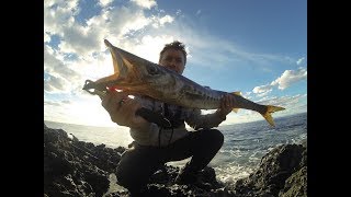 Shore Jigging  Barracuda di 4 Kg ingoia il Press Bait Saira  Live Strike [upl. by Lagiba510]