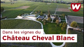 Dans les vignes du Château Cheval Blanc SaintEmilion [upl. by Savell551]