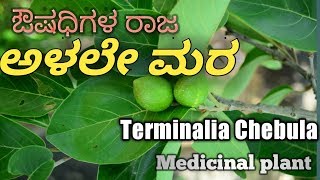 ಅಳಲೇ Chebulic Myrobalan Terminalia Chebula [upl. by Lertnom222]