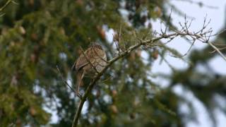 Dunnock Prunella modularis  Heckenbraunelle 01 [upl. by Elinnet68]