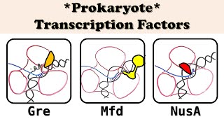 Prokaryotic Transcription Factors in Elongation and Termination GreA GreB Mfd NusA [upl. by Adnolaj]