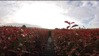 Photinia Red Robin  ReadyHedge ReadyBags  130150cm tall Hedging [upl. by Ellenig]