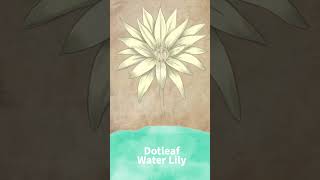 Nymphaea Ampla – Dotleaf Water Lily Botanical Illustration Painting in Photoshop botanicalart [upl. by Atterahs]