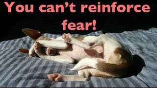 You cant reinforce fear dog training [upl. by Nonez]