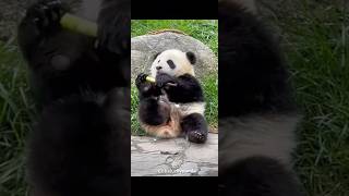 The Panda Xianxianzai Got Startled funny pandaxianxianzai pandabears [upl. by Anurag]