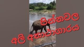 Pinnawala Elephant Orphanage Sri Lanka [upl. by Ahras644]