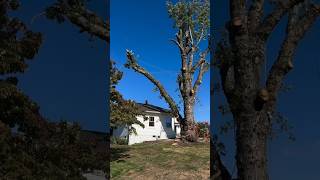 Man Saves His House from Falling Tree shortsvideo [upl. by Einahpts387]